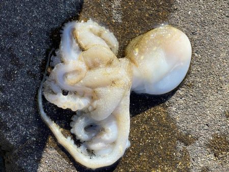 苅谷波止で何が釣れるか初釣行 一応キス狙い!